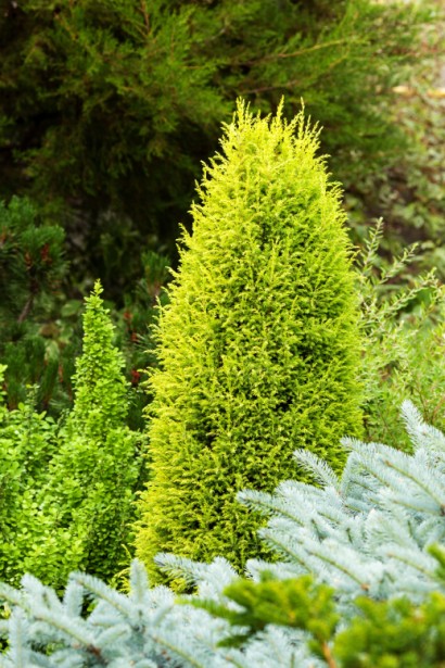 Можжевельник колоновидный Голд Кон